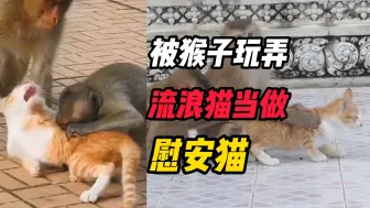 Video herunterladen: 猫咪被猴子玩弄：拖拽、拔胡子，发泄兽欲，流浪猫当做慰安猫