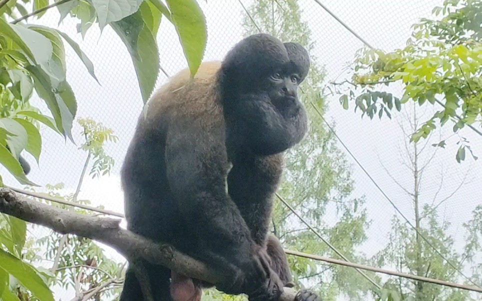 【红背须僧面猴】黝黑的脸蛋,旺盛的毛发