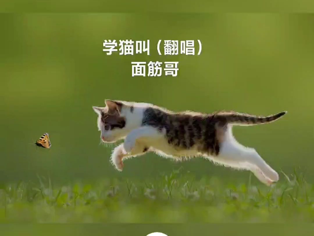 我们一起学猫叫的歌曲(我们一起学猫叫的歌曲什么时候出的)