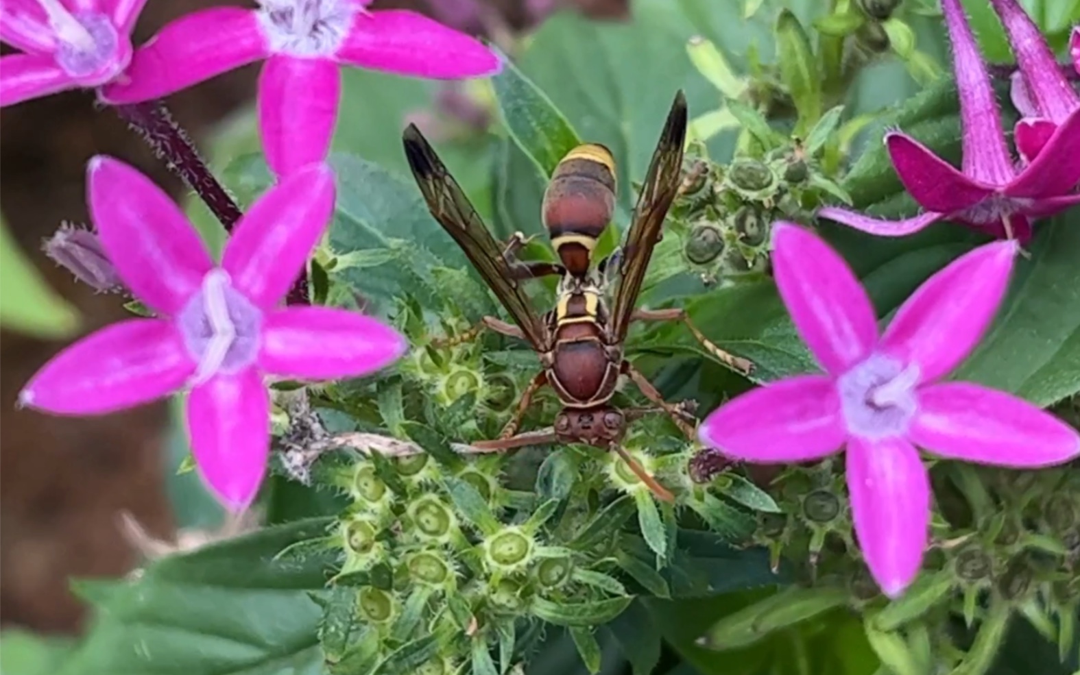 绿化带花丛里觅食的马蜂 蚂蜂 胡蜂 黄蜂采蜜 城市生物多样性观察日记