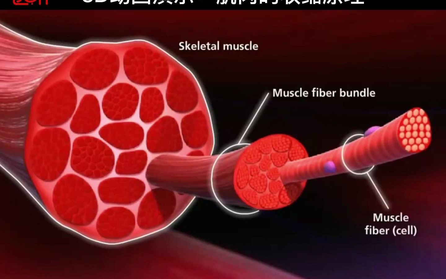 [图]3D医学动画：肌肉的收缩原理