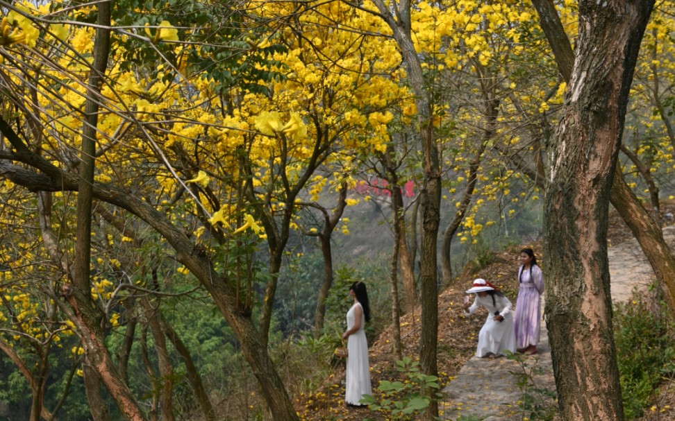 陆川县米场镇金兰湾休闲农庄#2023-03-03#黄花风铃,春回大地一抹明艳