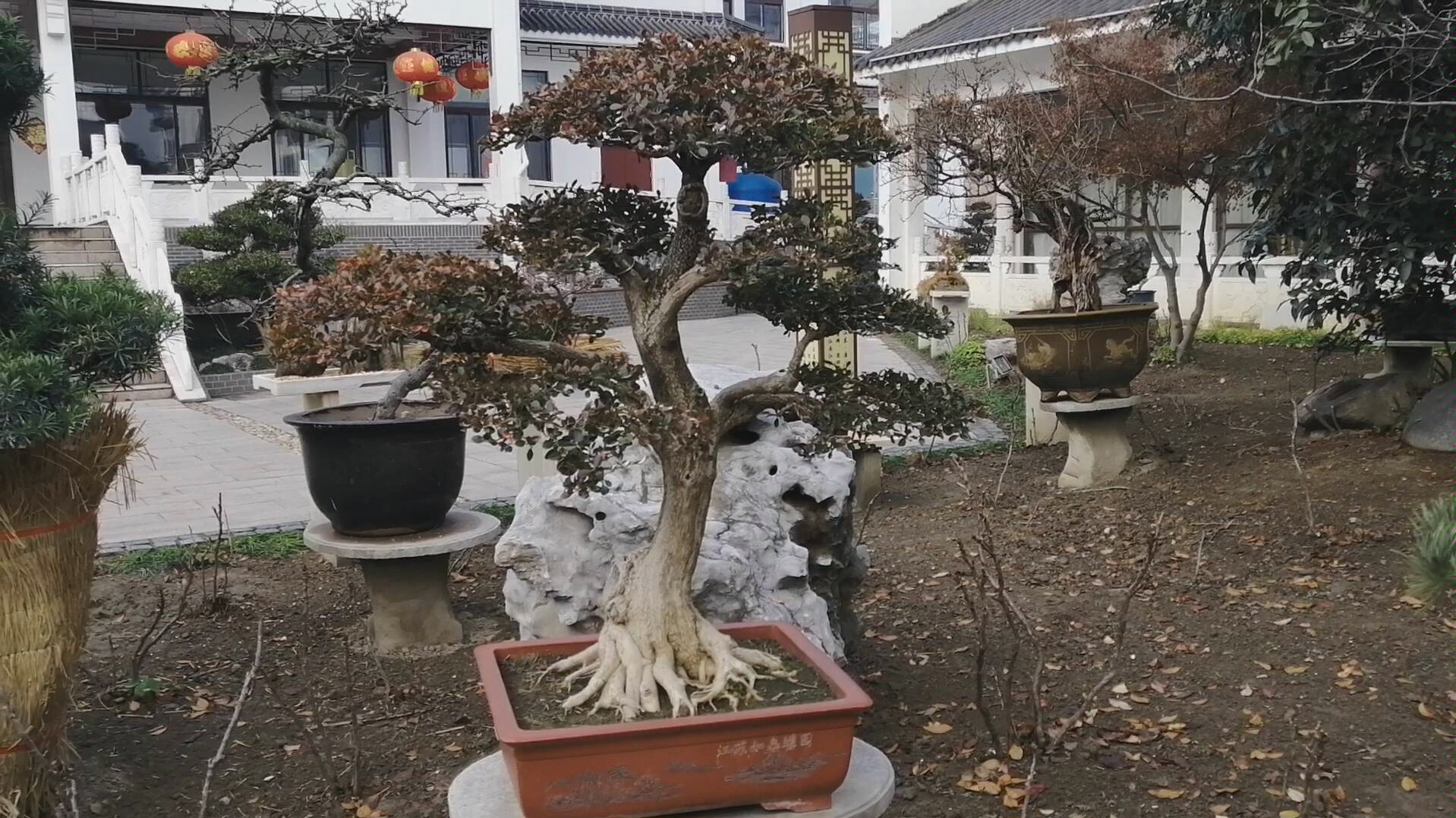 来如皋这家盆景园欣赏黄杨盆景挺拔沧桑姿态优美