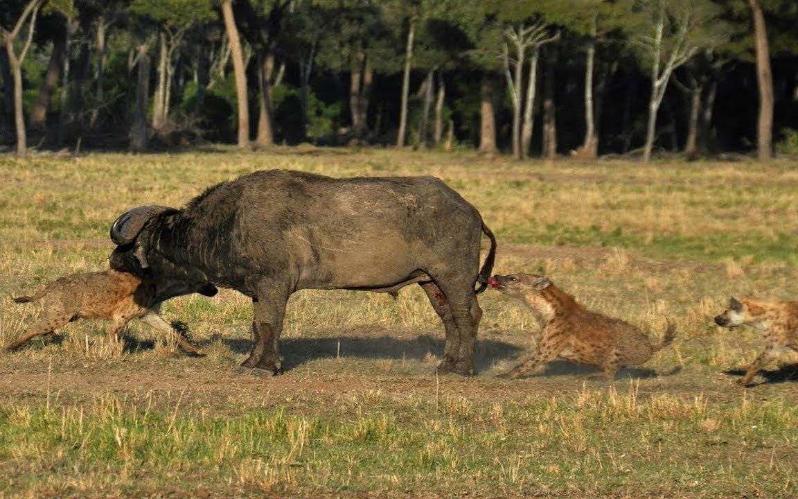 野牛被咬关键部位,瞬间失去反抗力,鬣狗这招太卑鄙!