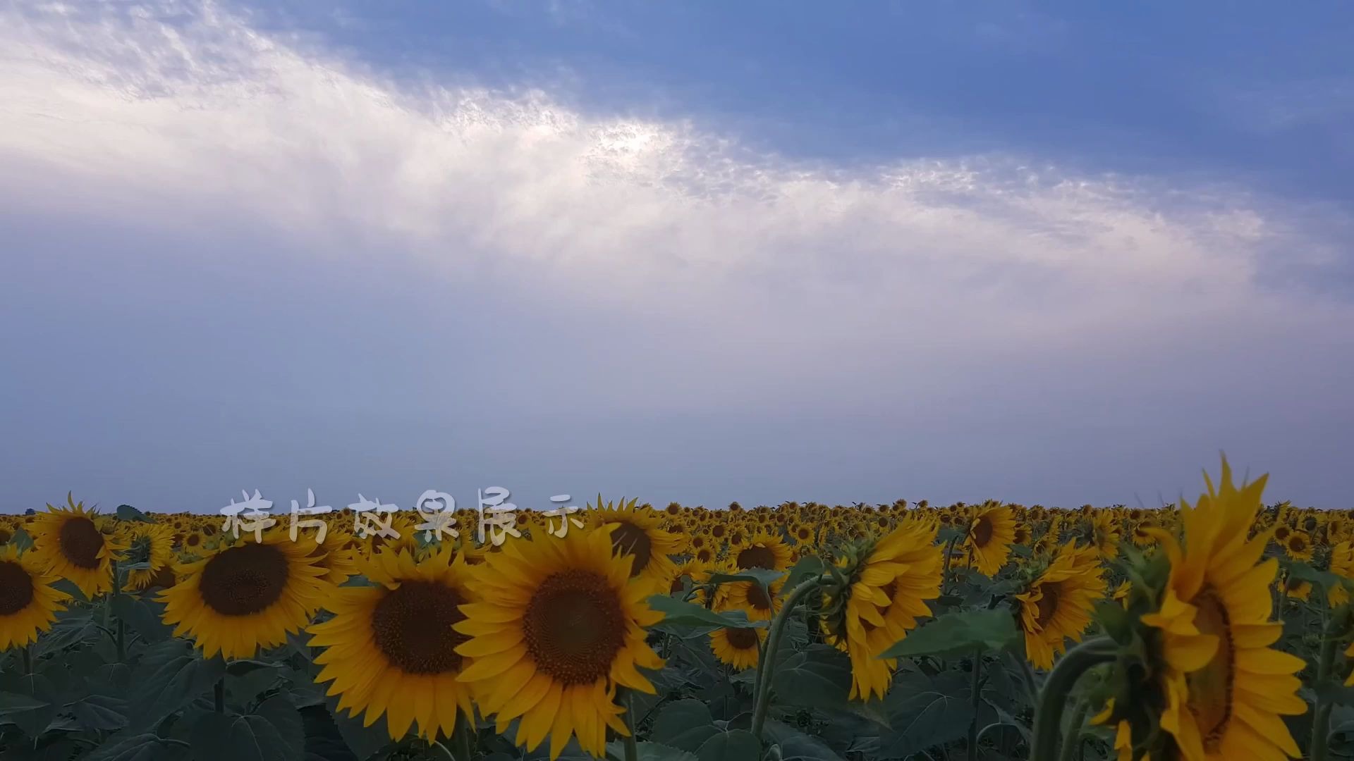 a541 2k畫質唯美漂亮向日葵太陽花花園藍天白雲大自然景色風景野外微