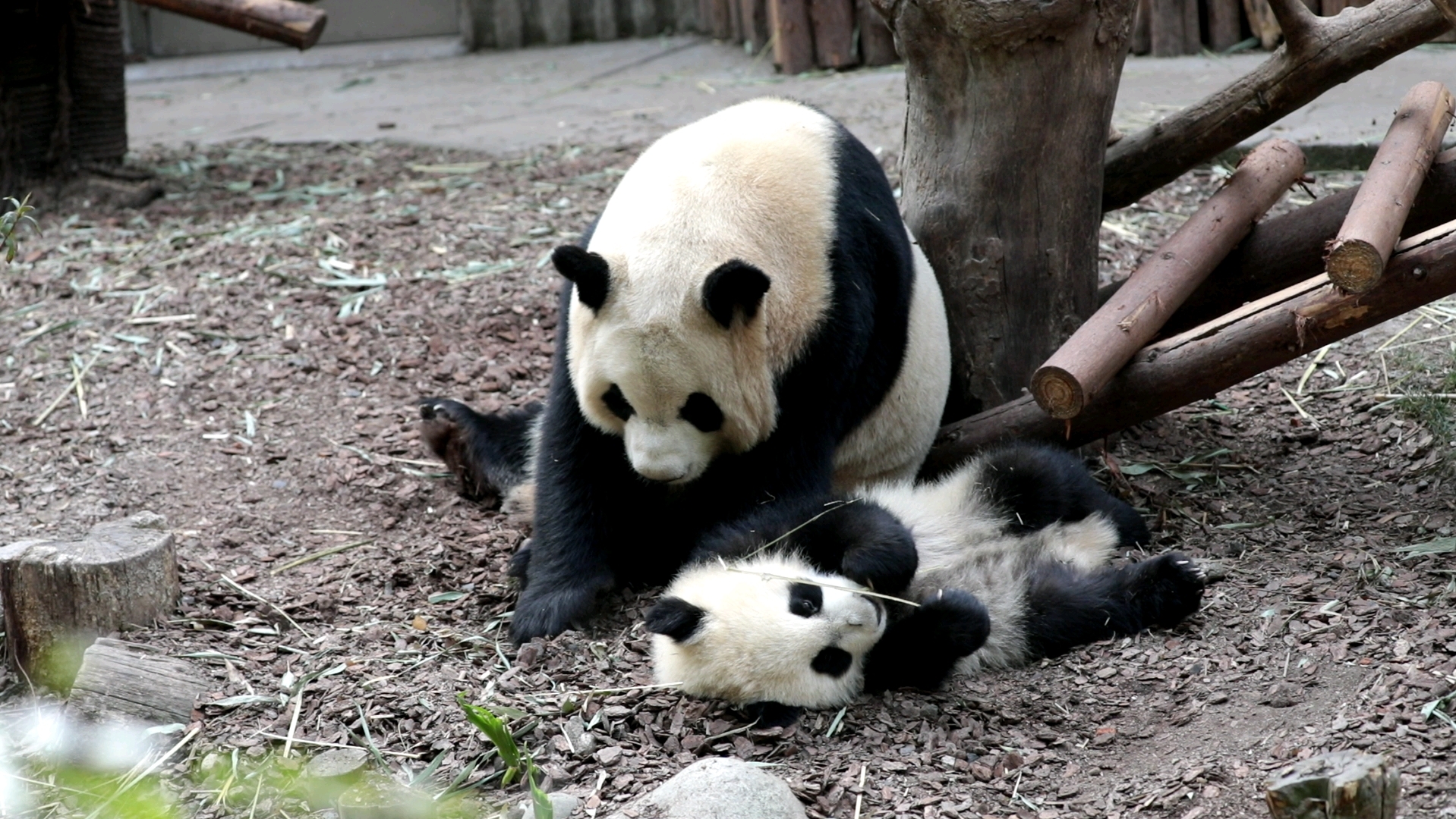 大熊猫雅莉的孩子图片