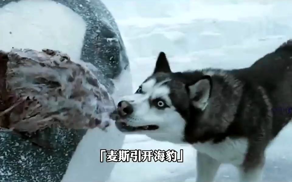 八只雪橇犬电影图片