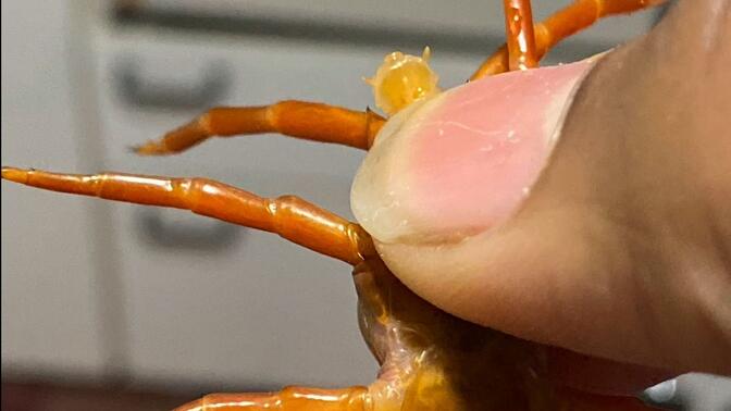 蜈蚣性别鉴定,麻醉法