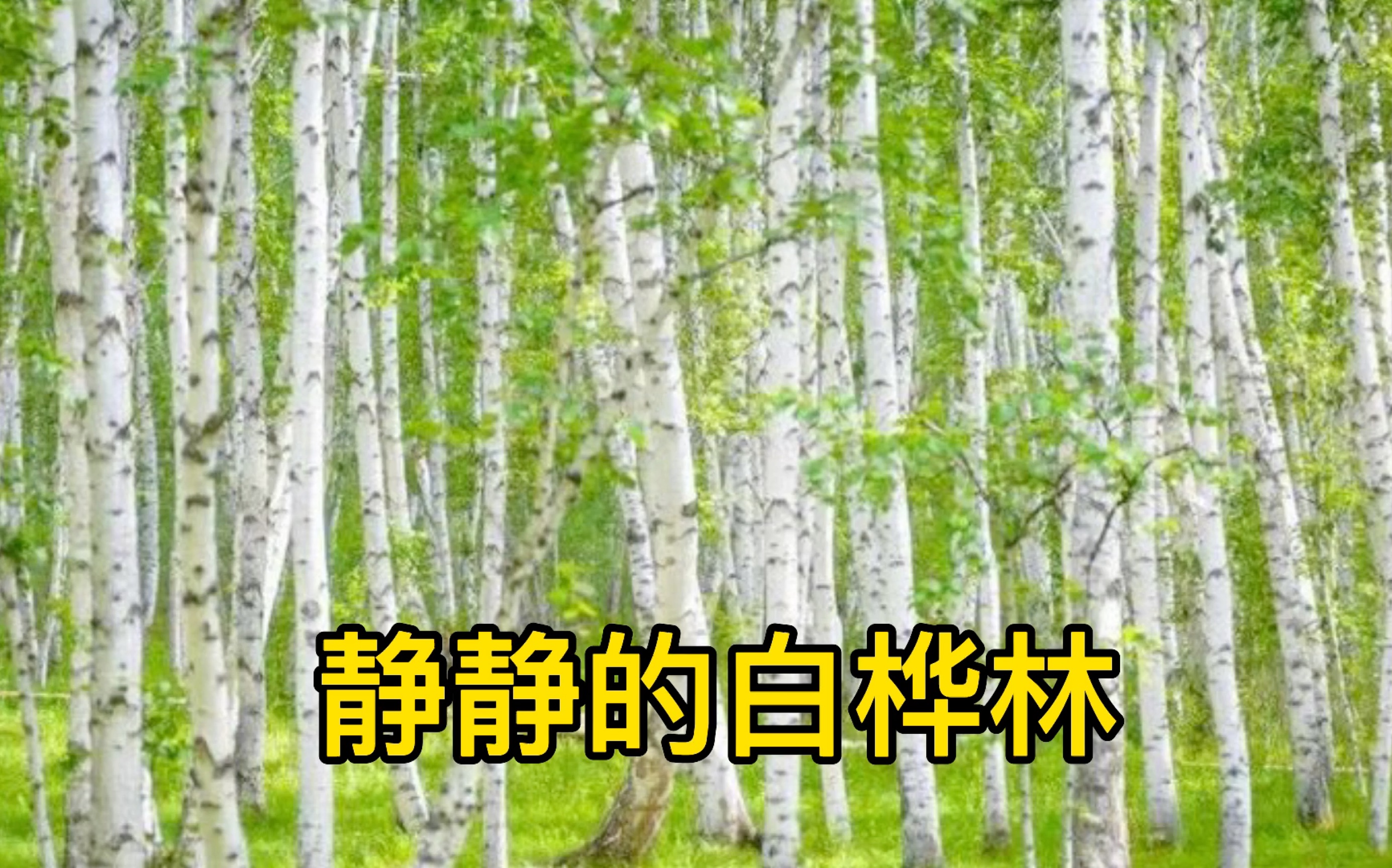 静静的白桦林哔哩哔哩bilibili