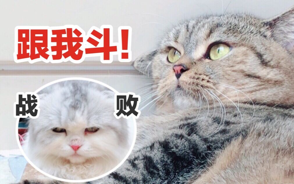 活动作品这两只小短腿哪里是在打架明明是在搞笑兼卖萌