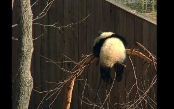 [图][大熊猫泰山]Baby Panda's First Year (Tai Shan)泰山宝宝的第一年