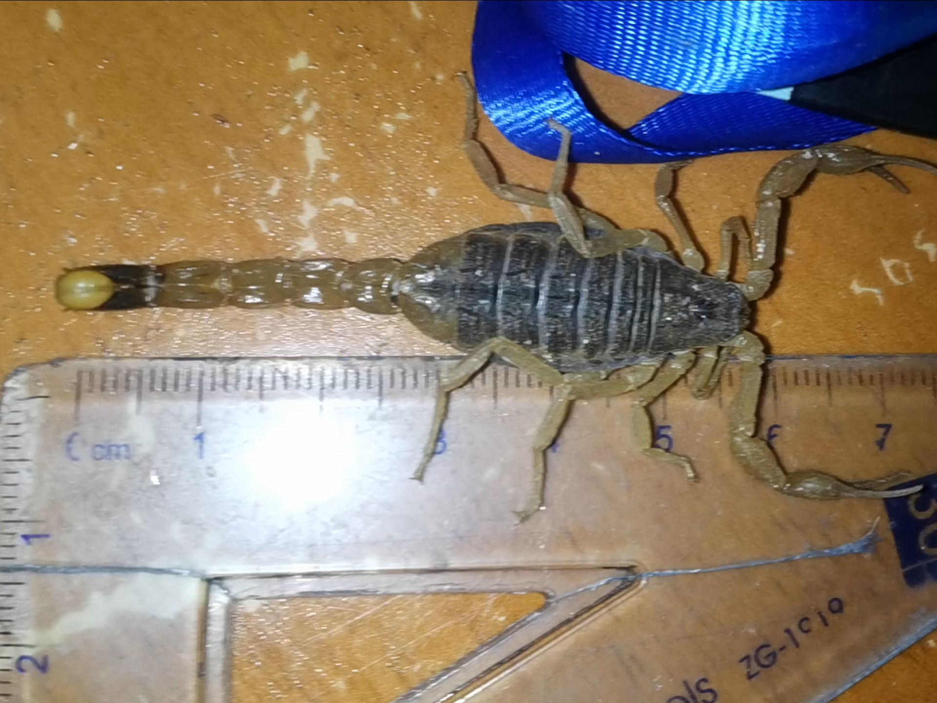 大号东亚钳蝎,粗壮个体