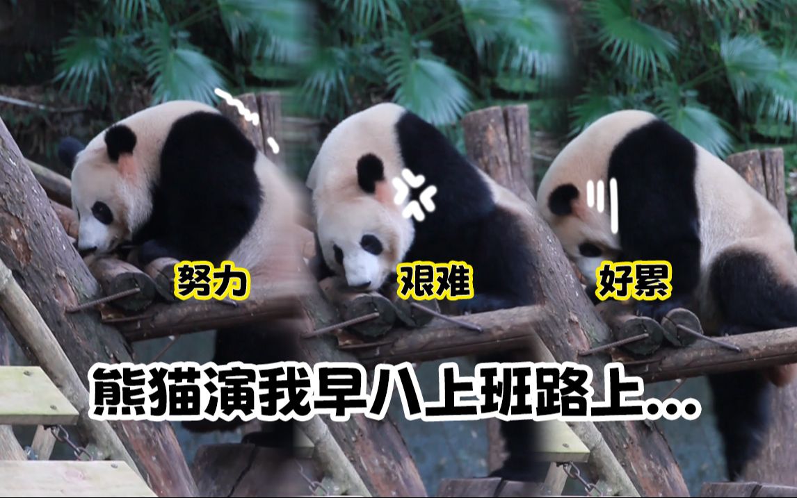 熊猫演我早八上班精神状态