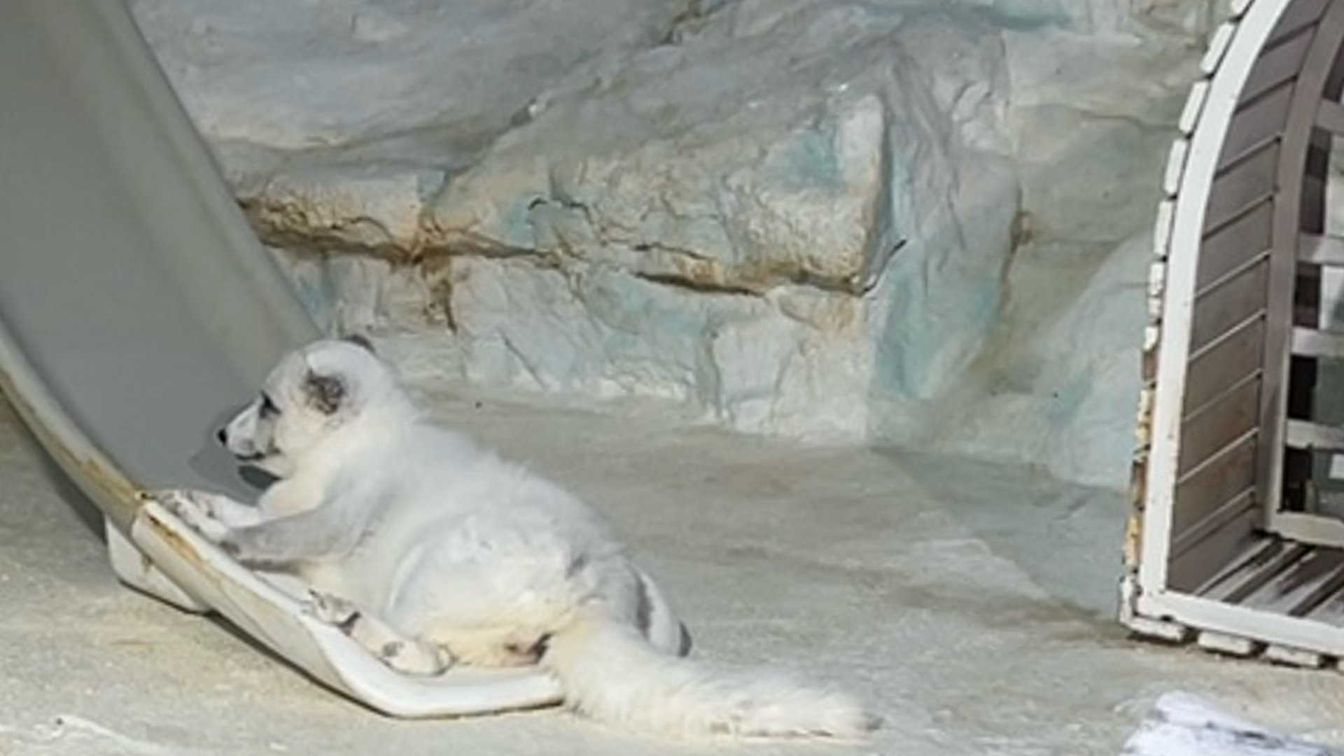 小小南极狐太可爱啦