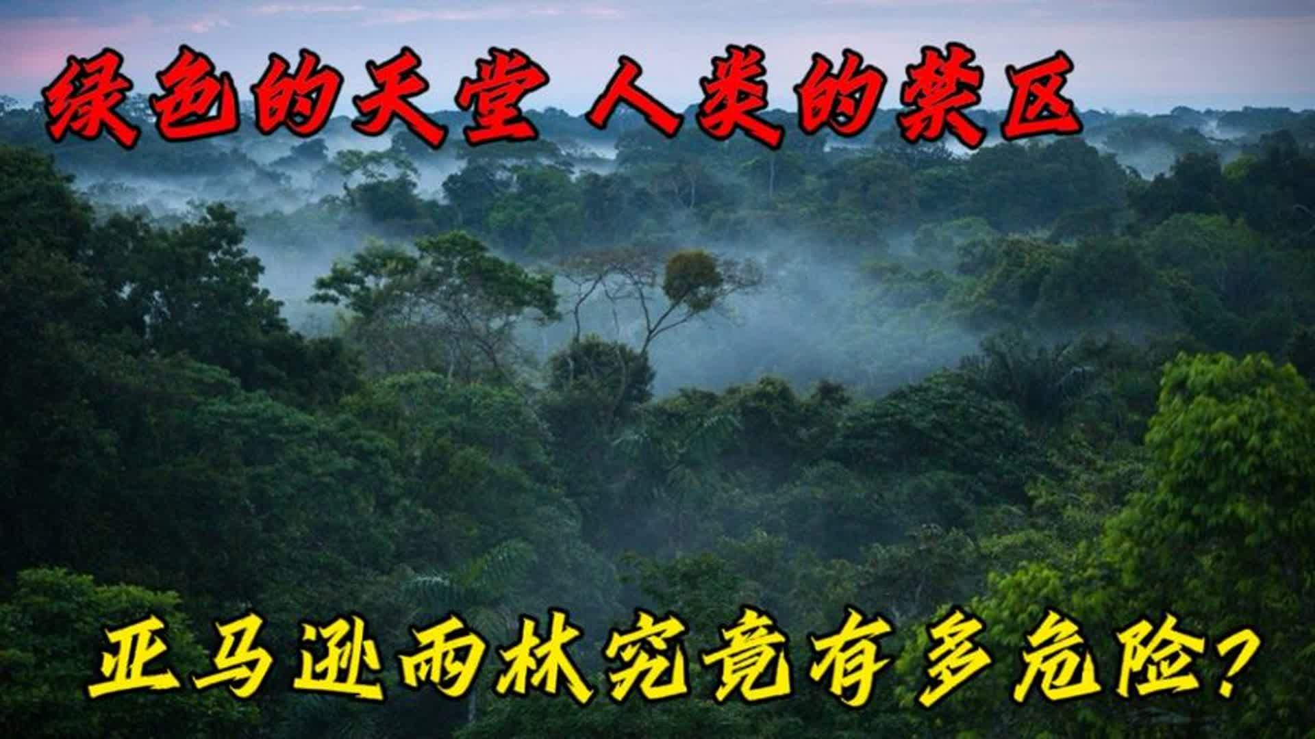 绿色的天堂却是人类的禁地!亚马逊雨林究竟有多可怕?哔哩哔哩bilibili