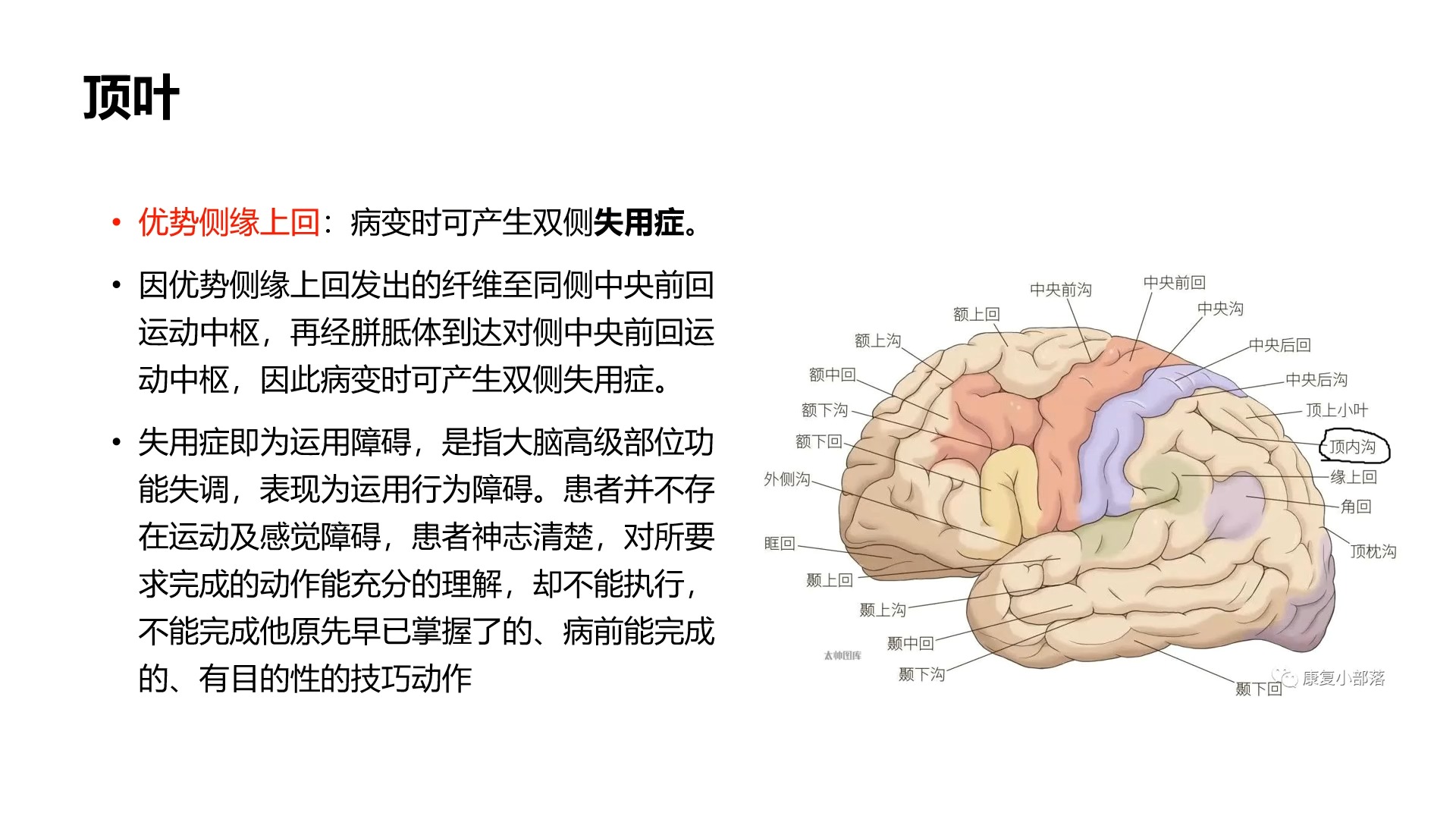 大脑解剖顶叶哔哩哔哩bilibili