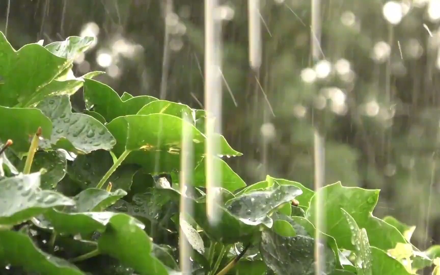 舒适的下雨声,让人放松的细雨声._3