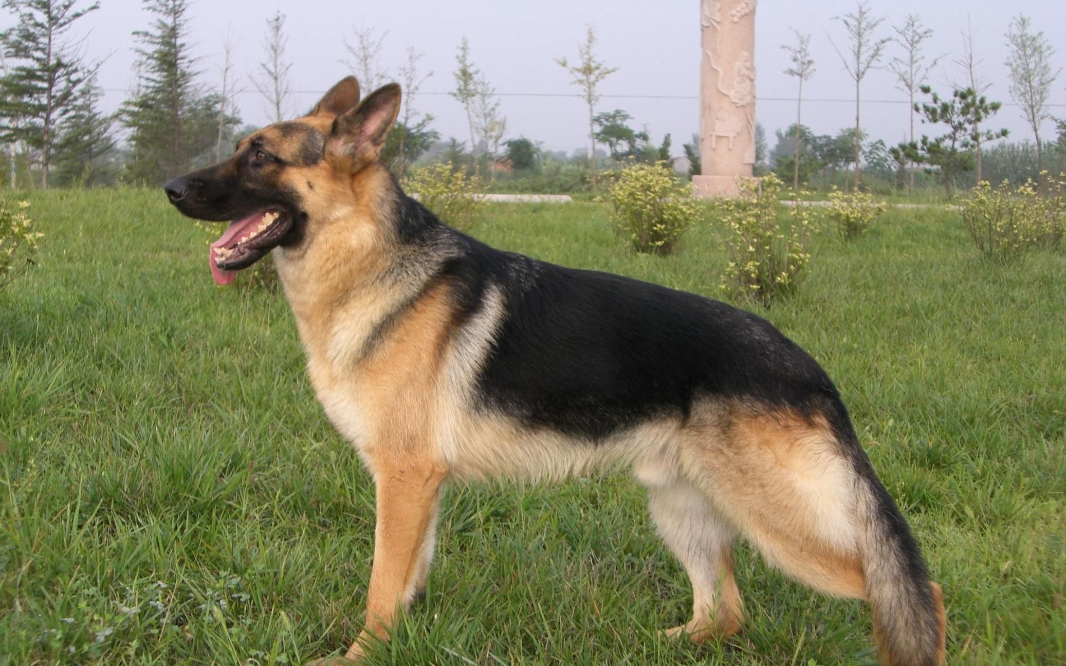 中国唯一的警犬品种—昆明犬