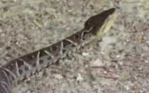 Télécharger la video: 三色矛头蝮Bothrops asper