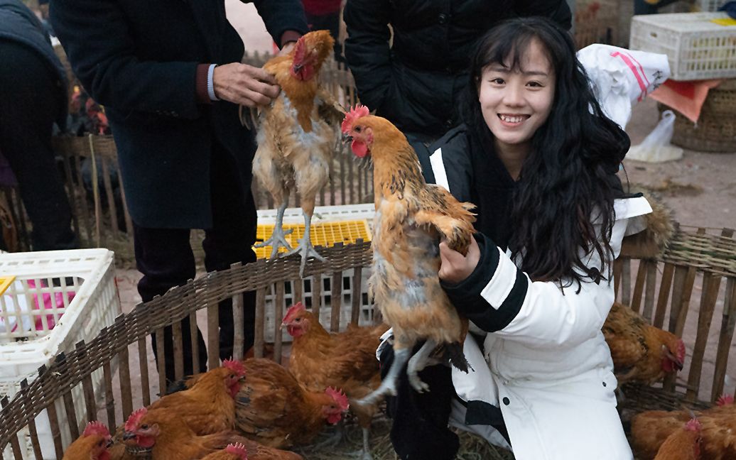 小妹去农贸市场买鸡苗,25只鸡花了1000多,你们觉得划算吗