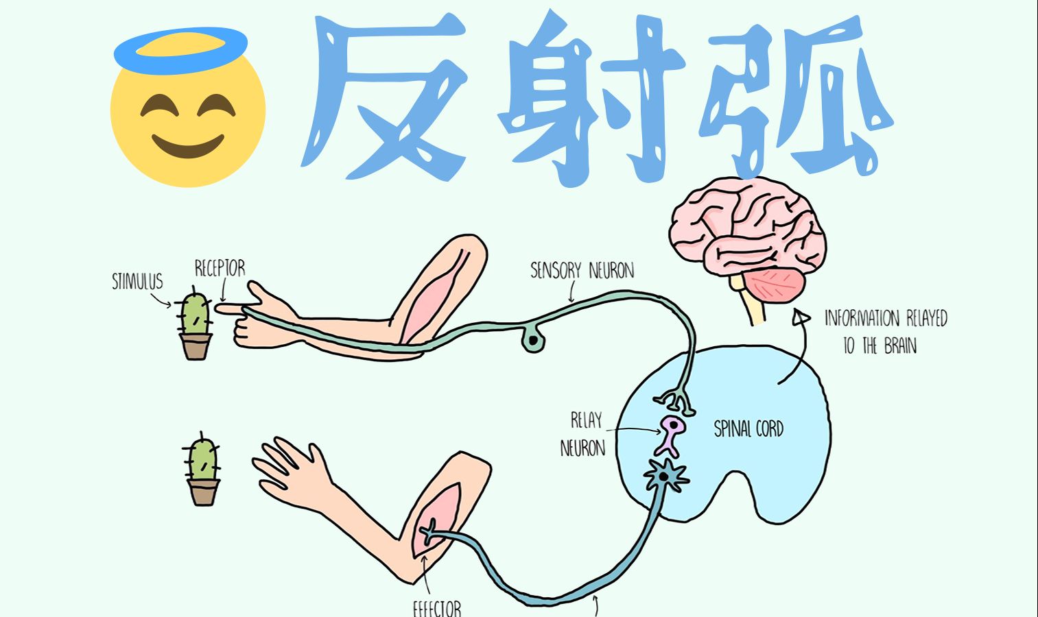 睫脊反射图片