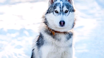 冬天小动物正确使用方式,雪地里的哈士奇就很棒哦!