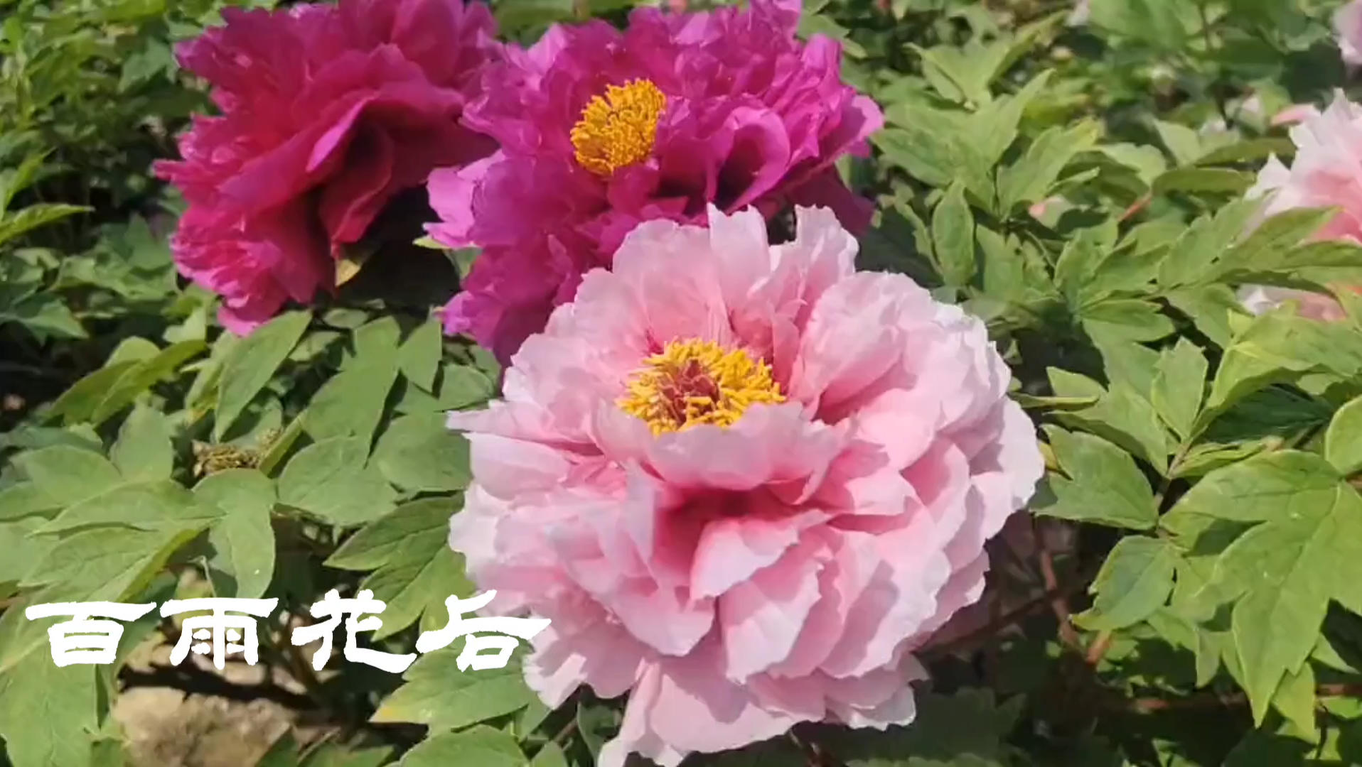 牡丹芍药,一眼区分哔哩哔哩bilibili