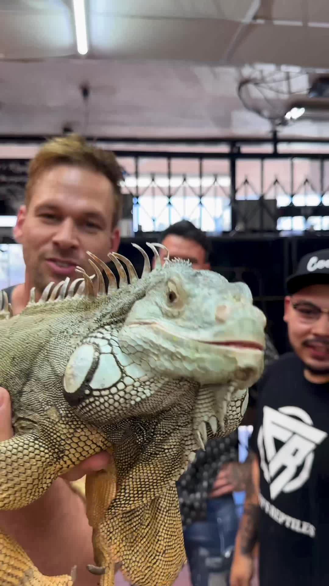 营救绿色鬣蜥他们说他很卑鄙,但他是小狗驯服