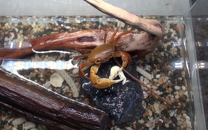 东方海南溪蟹在新家的喂食_哔哩哔哩_bilibili