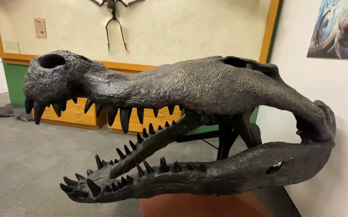 动物头骨-恐鳄头骨