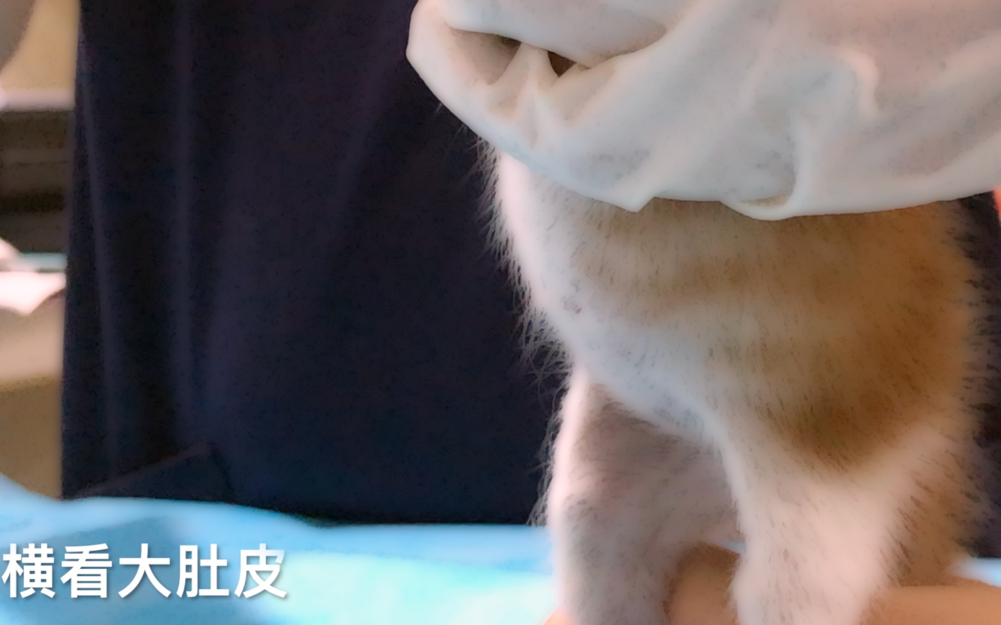 【橘猫】小奶猫的肚皮竟有如此之大?!哔哩哔哩bilibili