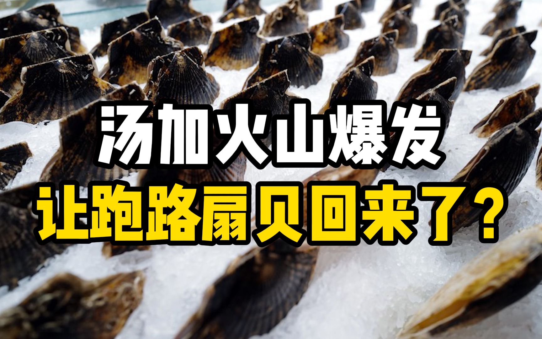 汤加火山爆发让“跑路”的扇贝都回来了?獐子岛发公告澄清哔哩哔哩bilibili