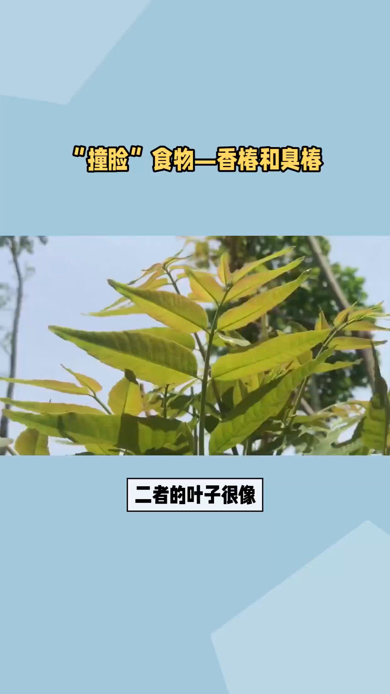 谷医堂谷方益元健康:生活中"撞脸"食物-香椿和臭椿