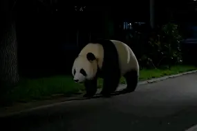 Скачать видео: 在线等 ，急！夜晚溜达遇到大熊猫，怎么办？