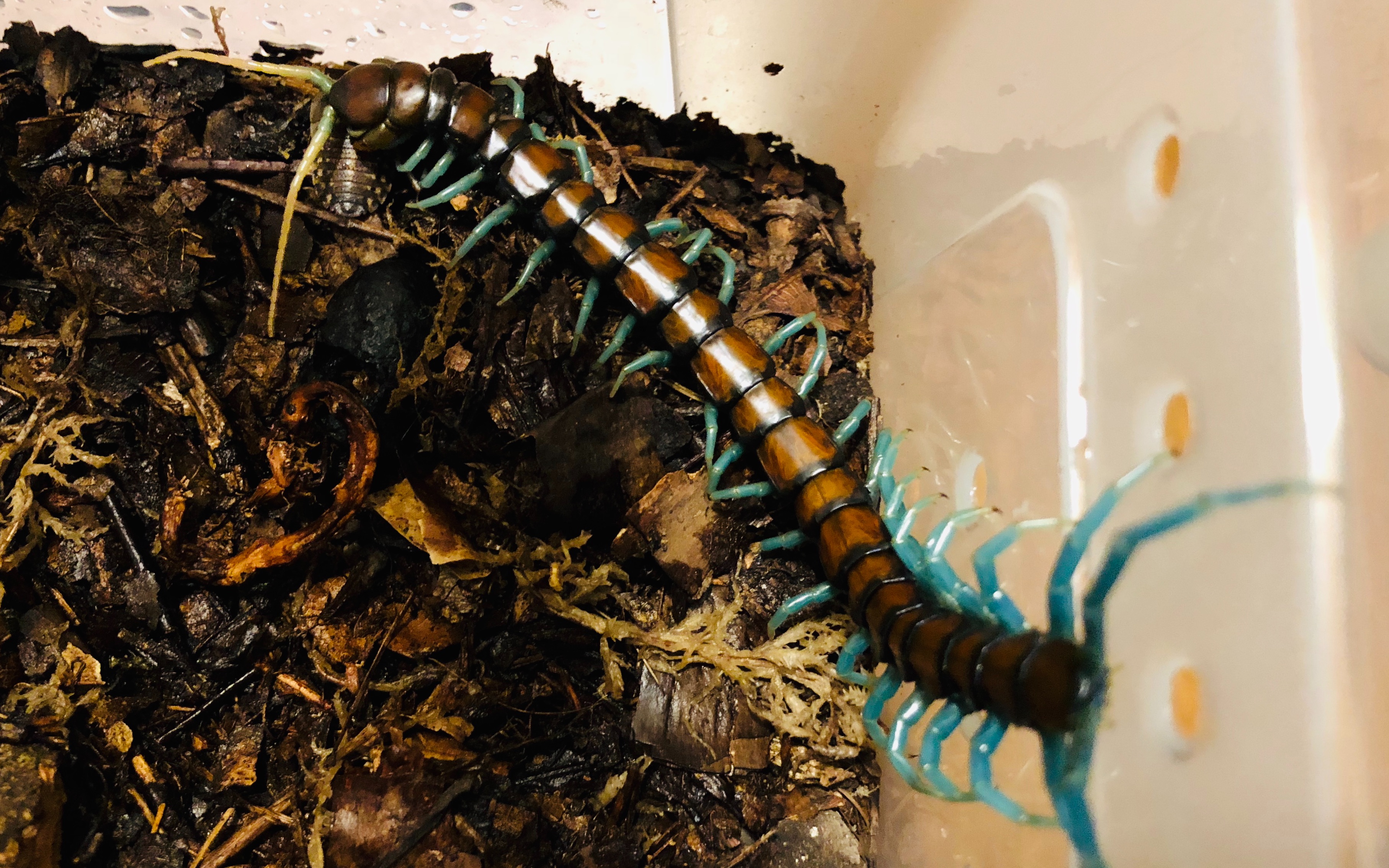 薄荷蜈蚣吃须须