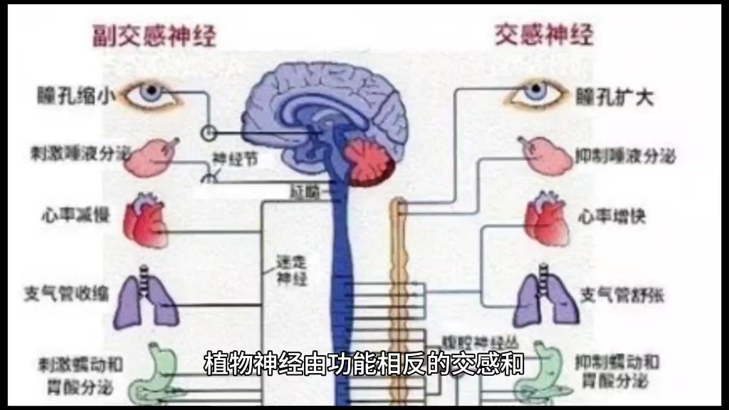 植物神经紊乱症状图片