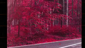 秋天枫叶红了
