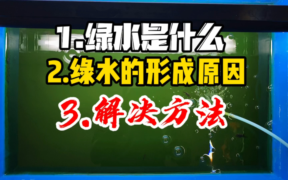 为什么我的鱼缸绿水了,鱼缸绿水是什么,它的形成原因和解决方法哔哩哔哩bilibili