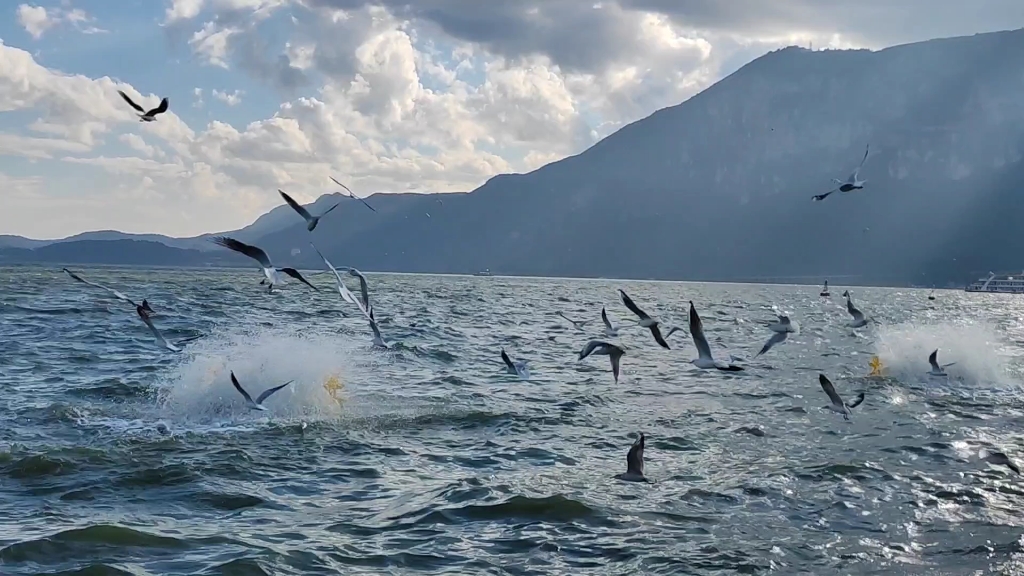 一个月前滇池喂红嘴鸥,现在估计滇池旁边到处都是红嘴鸥,红嘴鸥最爱吃