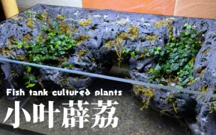 Download Video: 微景观植物-小叶薜荔，鱼缸中养殖