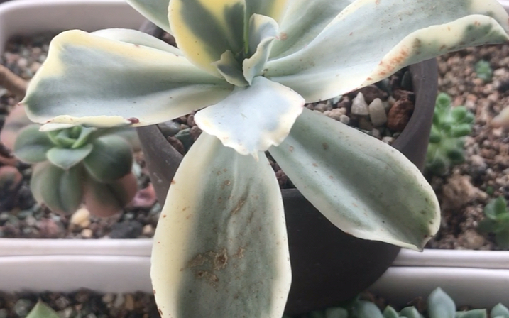 [图]多肉植物 月亮河锦 Echeveria sp(Japan Moon Rive）实际为高砂之翁的覆轮锦 叶淡绿色 叶缘两侧有黄锦或者白锦