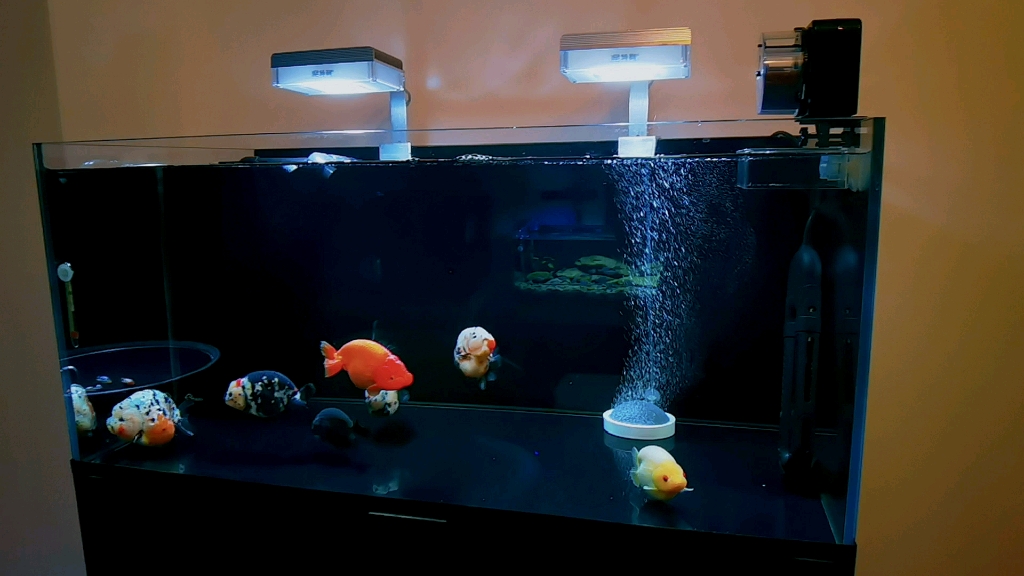 兰寿缸记录一波来年再养绿毯