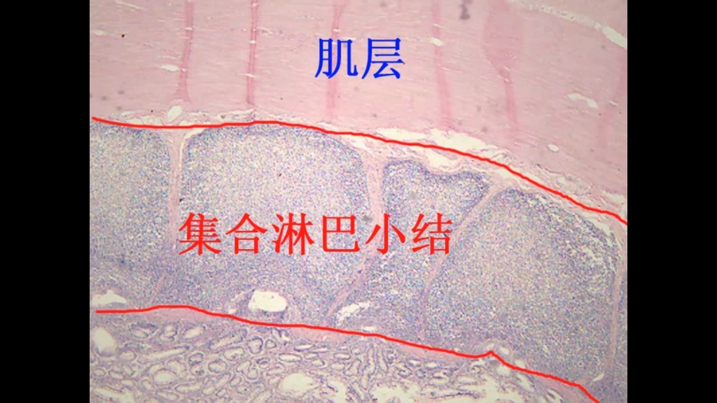 [图]组胚实验30张切片观察