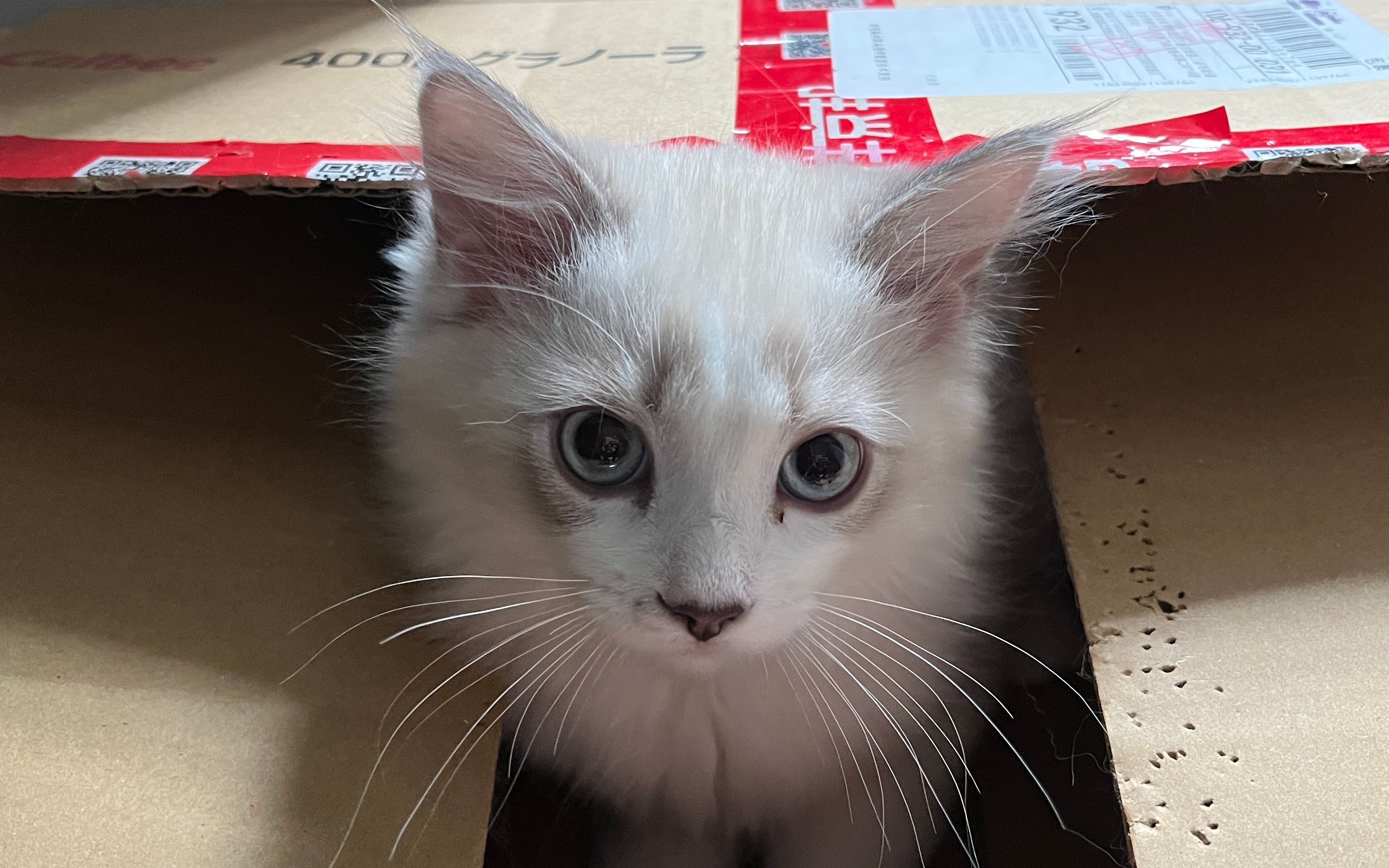 布偶猫joe黑鼻头5个月大_哔哩哔哩_bilibili