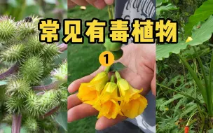 Скачать видео: 【水果猎人】身边常见的九大有毒植物1