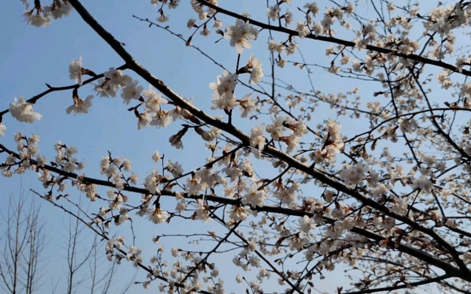 信阳市鸡公山风景区龙袍山樱花随录哔哩哔哩bilibili