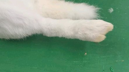 兔脚_哔哩哔哩_bilibili