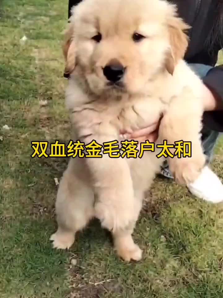 双血统金毛落户广州白云区太和