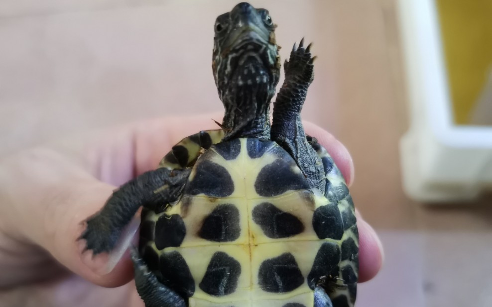 黑颈杂草龟开箱视频
