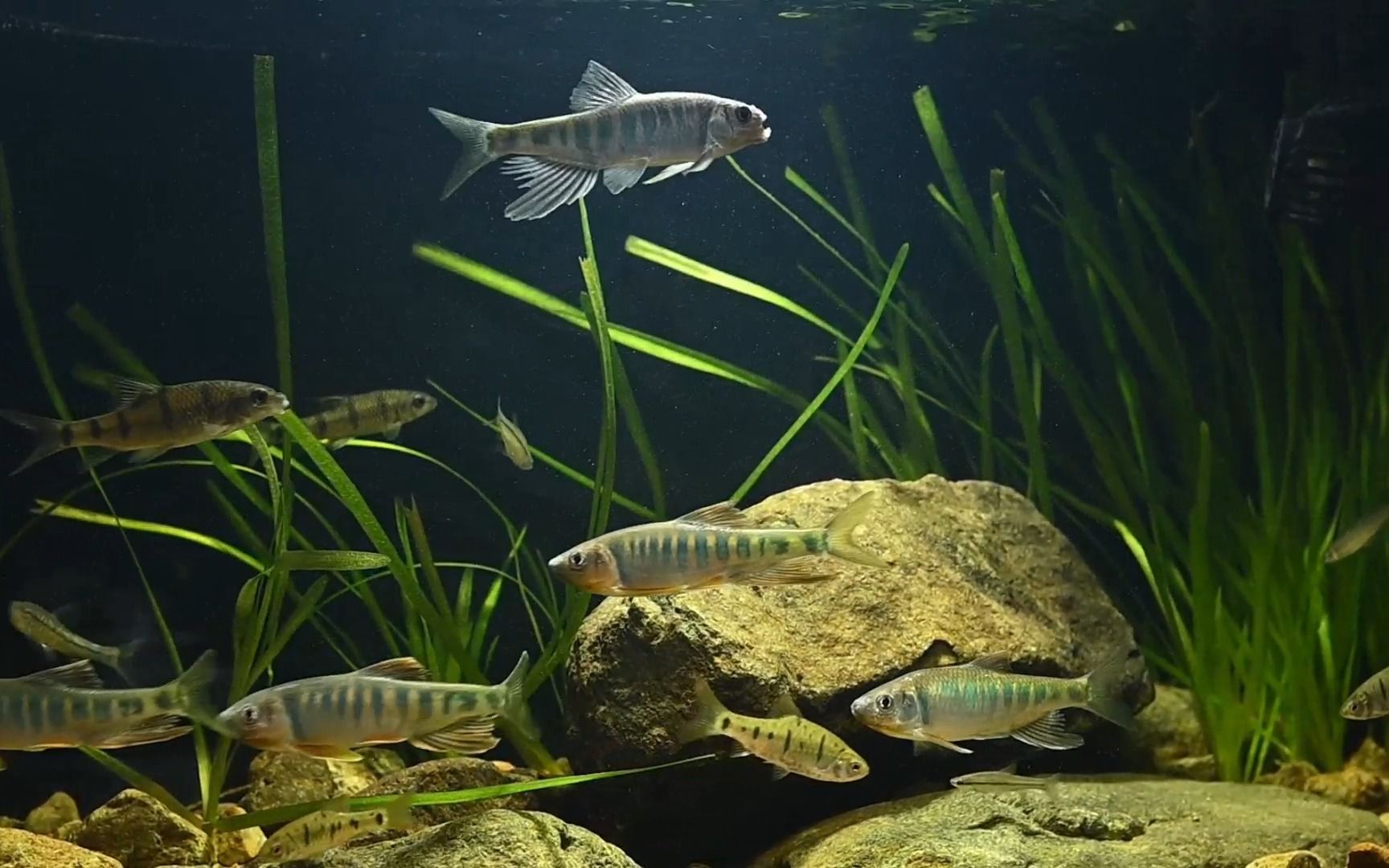 受伤的长鳍鱲,显得那么格格不入.兄弟爱平安啊!